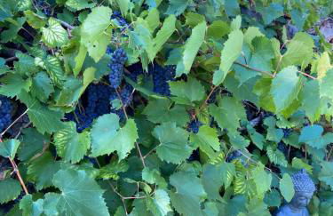 Virolet Barn - Foto 23