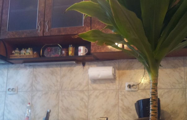 Varna Apartments - Photo 11