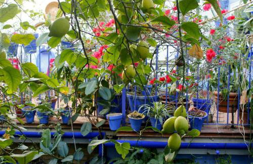 El patio azul Bohemio Mágico - Foto 5