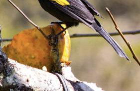 Chalé Centro de Monte Verde - Foto 79