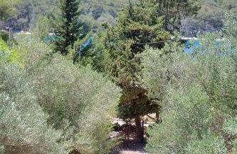 Apartments by the sea Cove Pogana, Cres - 21464 - Foto 15