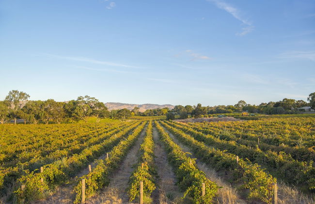 Barossa Shiraz Estate - Photo 46