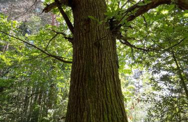 La Forêt suspendue - Gîte nature sur 9ha - option Spa avec vue panoramique - Foto 30