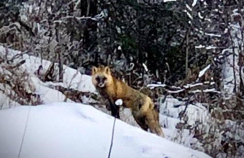 Luxury Living at The Eagles Perch Palmer AK - Foto 39