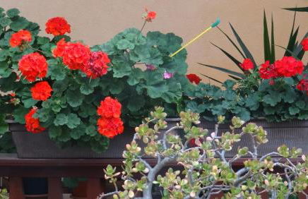 Ferienwohnung bei Erfurt - Foto 3