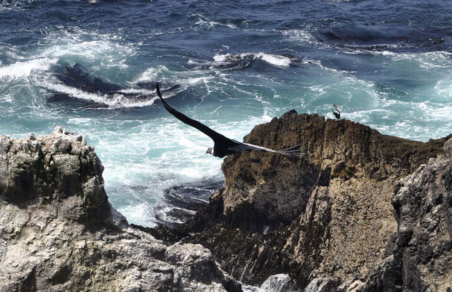 Escursione alla baia di San Fernando + Sandboarding a Nazca - Foto 1