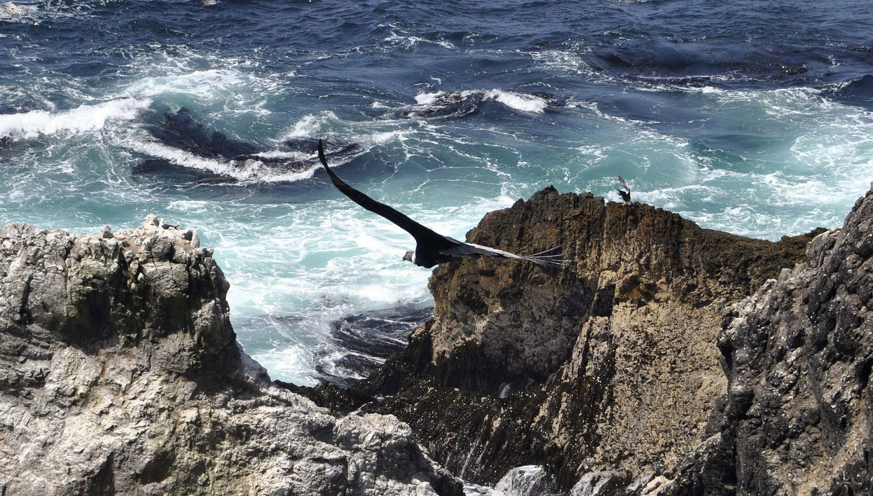 Escursione alla baia di San Fernando + Sandboarding a Nazca