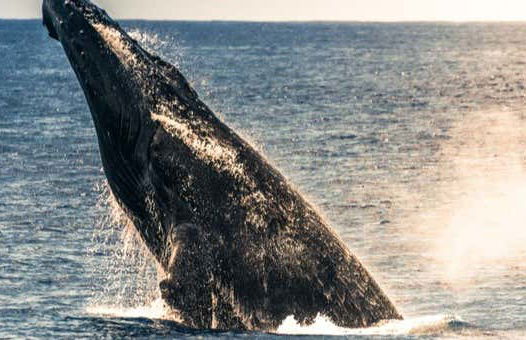 Humpback Whale Watching in Kailua-Kona - Foto 1