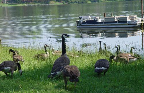 Lake Palestine Family Getaway with Waterfront Deck - Foto 29