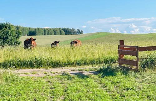 PAPIERÓWKA - Foto 15