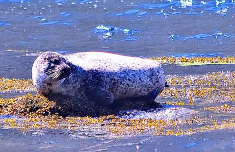 Creran Apartment, Kinlochlaich House - Foto 24