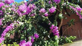 Lovely House - Foto 3, Garden