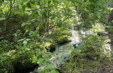 The TREE HAUS A Montana Tiny Cabin Forest Retreat - Foto 30