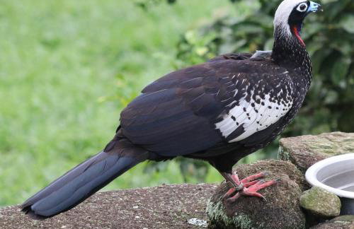 Chalé Bem-te-vi Vista espetacular da Serra da Mantiqueira - Foto 43