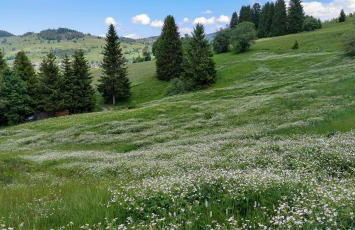 Gemütliches Ferienreihenhaus mit Holzkamin im Schwarzwald - Foto 20