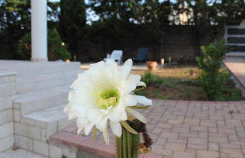 Boat dreams , garden relax - Foto 23