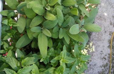 la masseria di Antonio e Teresina - Foto 34