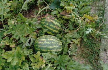 Agriturismo Caruggiu di via vecchia - Foto 16