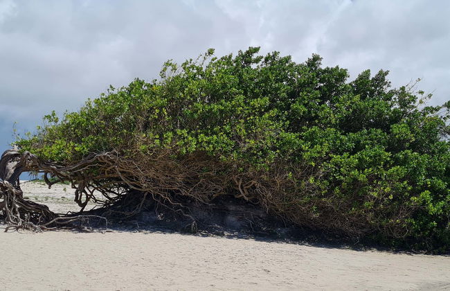 Jericoacoara East Coast Tour - Foto 8