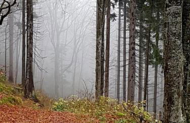 Ferienhaus Mauth - Photo 119