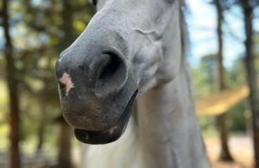 The Guest House at River Haven Sanctuary - Photo 26