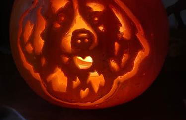 Spaniel Cottage with views of Ham hill, Stoke sub Hamdon - Photo 17