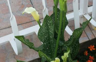 Vila Zagora - Foto 75