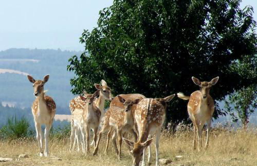 Le Moulin aux Lavandes - Foto 8