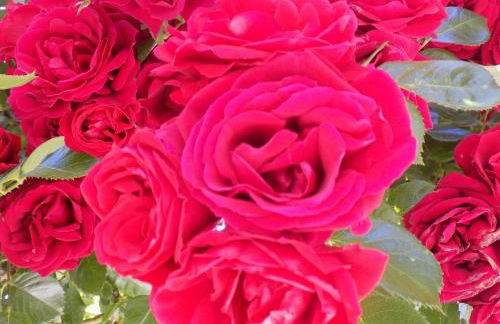 Des Roses Hotel - Foto 62