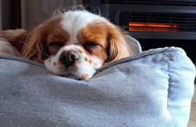 Dobre Kąty całoroczne domki - Foto 44