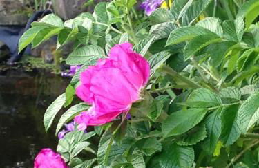 Ferienwohnung Will - Photo 20