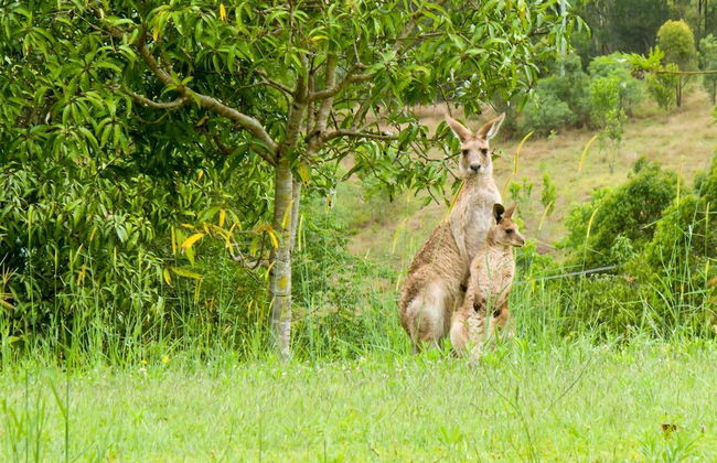 Glass On Glasshouse - Foto 36