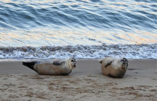 Apartment in Ostend Near North Sea - Foto 27