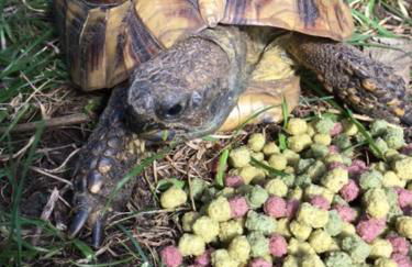 Rew Farm Country and Equestrian Accommodation - Sunset Lodge - Photo 33