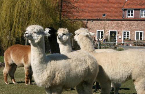 Ferienapartment Alpakas am Schloss - Photo 1