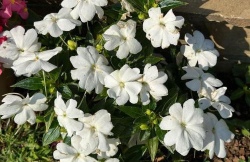 Eleni Country Cottage 2 - Foto 49