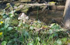 Waldquelle Vital Ferienwohnung - Foto 29