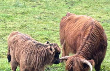 Très beau gîte à proximité du Lac de Vassivière - Foto 8
