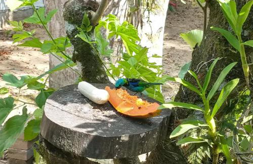 Suites Coqueiros Itamambuca - Foto 7