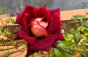 House Helen Holiday Inn Golf - Foto 55