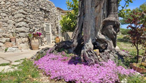 La Nicchia-Trullo - Foto 2