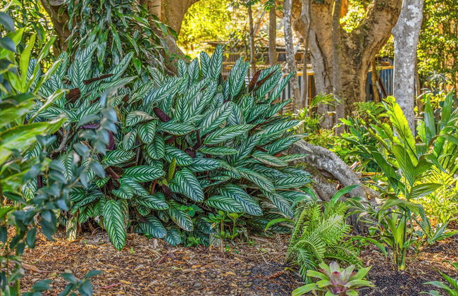 JanDar Retreat Maleny - Foto 39