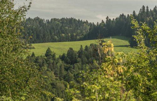 Kałamunka - Foto 75