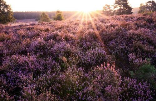 Heidehof Oberhaverbeck - Foto 50