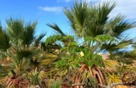 Costa Adeje Sunset Ocean View with Patio B By-Tenerife365 - Foto 28
