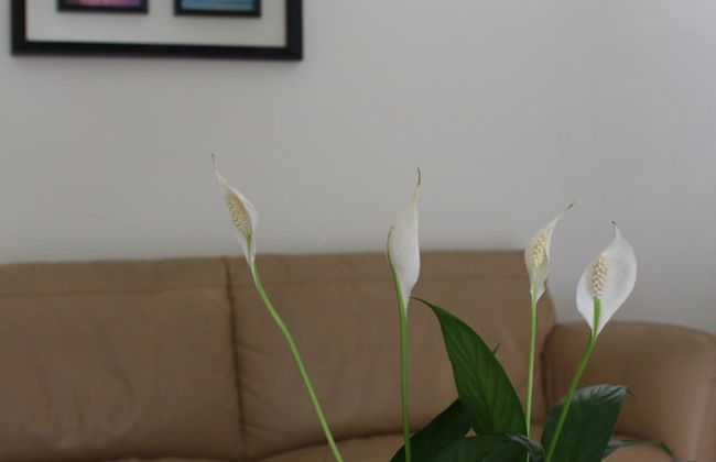 Des Ami Villa - Foto 22