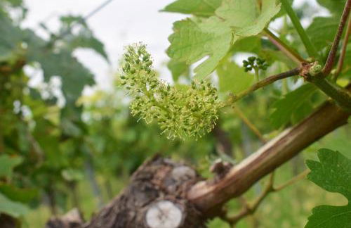 Ferienhaus & Weingut am Steingebiss - Foto 63