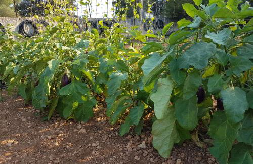 Finca Sa Cova de Mallorca - Foto 62