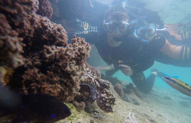 Porto dos Frades Snorkelling - Foto 7