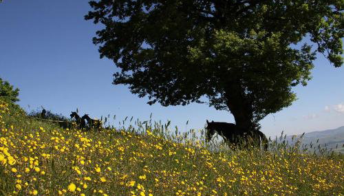 Agriturismo Il Regio Tratturo - Foto 3, Garden, Other